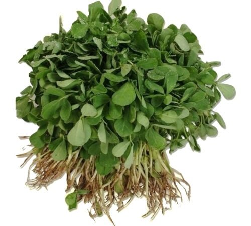Fenugreek / मेथी