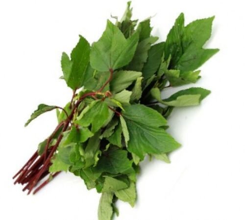 Roselle / अंबाडी