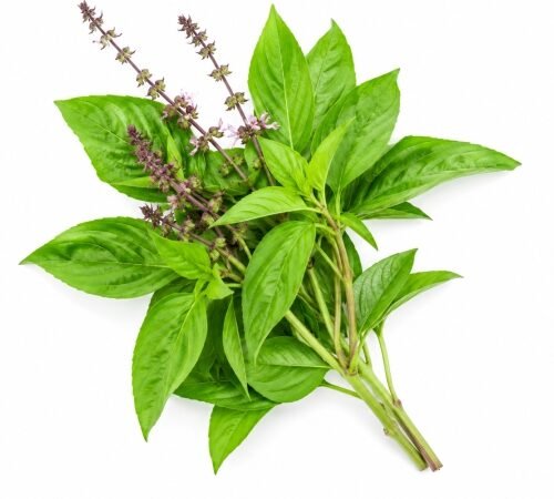 Sweet Basil / स्वीट बेसिल