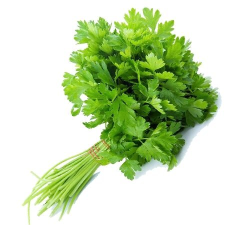 Coriander / कोथिंबीर