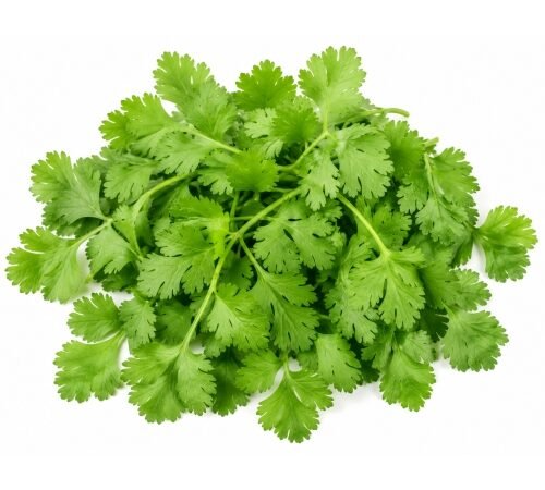 Coriander (Leaves only) / कोथिंबीर - निवडलेली