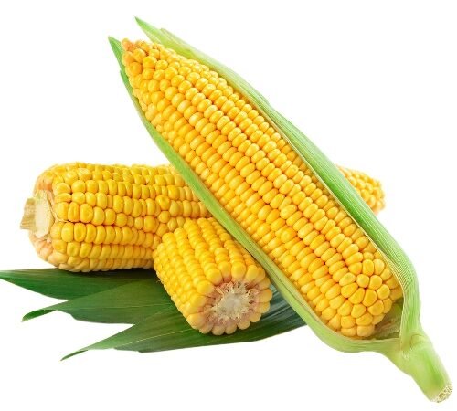Sweet Corn / मक्याचे कणीस