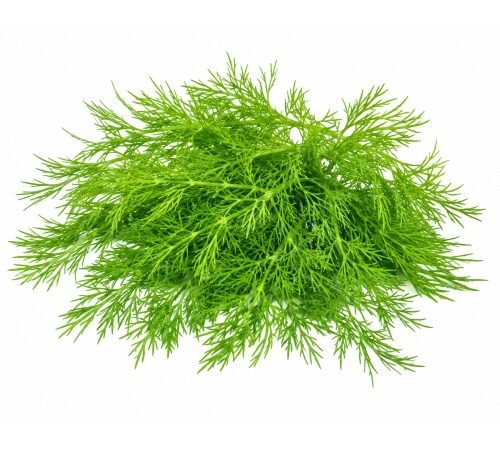 Dill (Leaves Only) / शेपू - निवडलेला