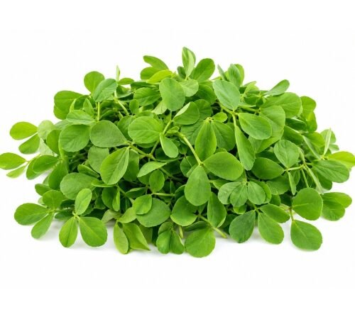 Fenugreek (Leaves only) / मेथी - निवडलेली