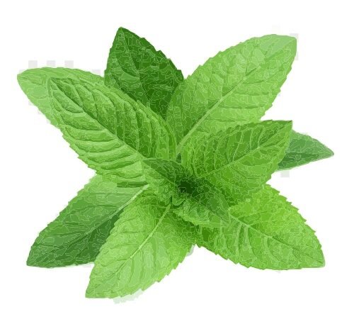 Mint / पुदिना