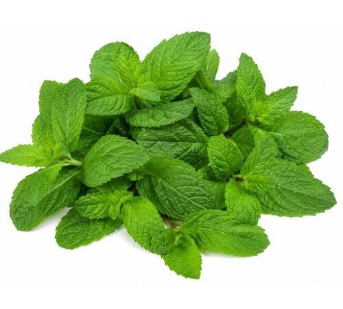 Mint (Leaves Only) / पुदीना - निवडलेला