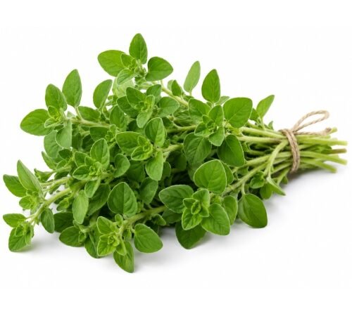 Fresh Oregano / ओरेगॅनो