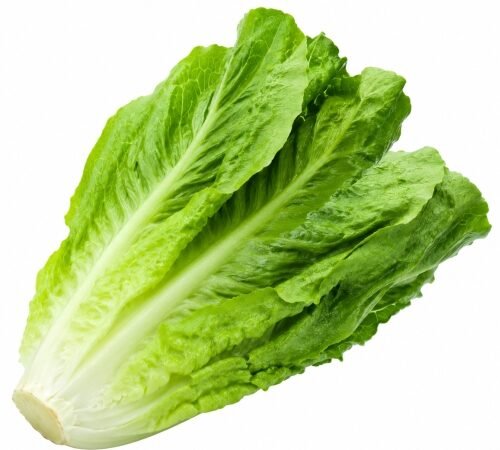 Romaine Lettuce / रोमेन लेट्टूस