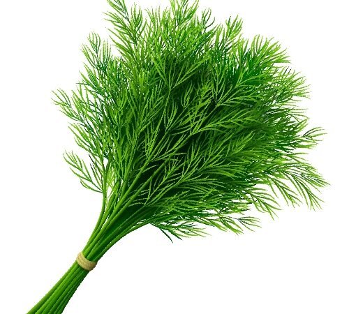 Dill Leaves / शेपू