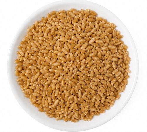Sharbati Wheat / शर्बती गहू