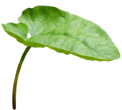 Colocasia Leaves / आळू पान