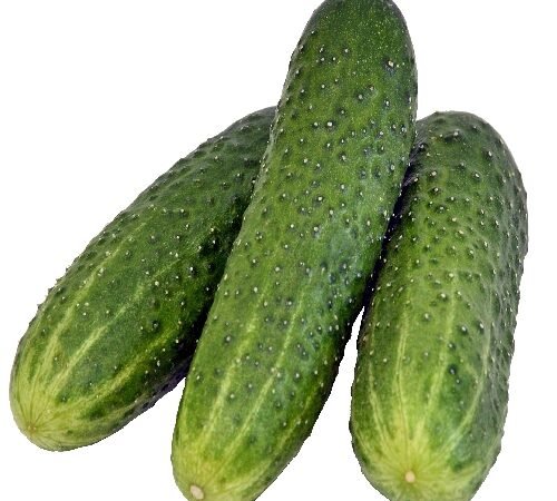 Cucumber - Green / काकडी - हिरवी