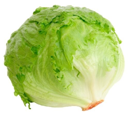 Iceberg Lettuce / आइसबर्ग लेट्यूस