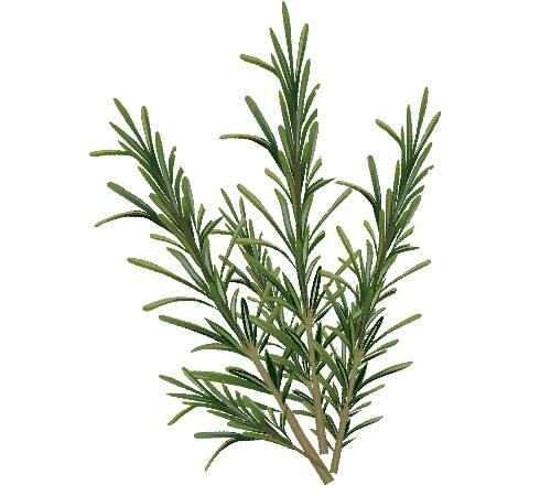 Fresh Rosemary / फ्रेश रोजमेरी