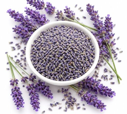 Dried Lavender Flowers / वाळलेली लव्हेंडर फुले